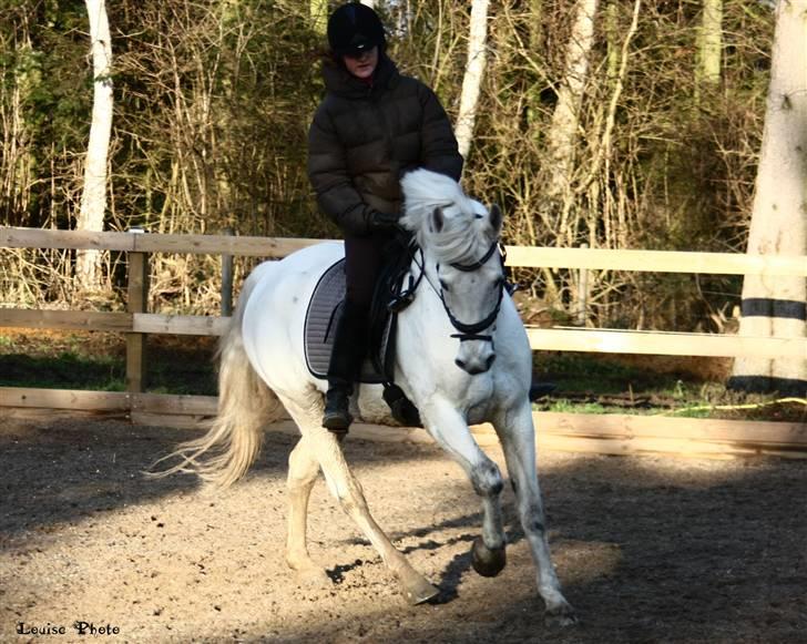 Connemara Tikærsgårds Dirch Solgt - dressurtrænning på banen i vinters (: Foto: Louise (: billede 4