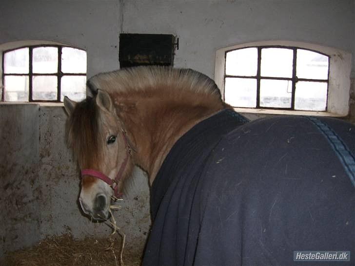 Fjordhest Misja  ( Første pony) - misja med sit fleecDækken ;)<3 billede 9