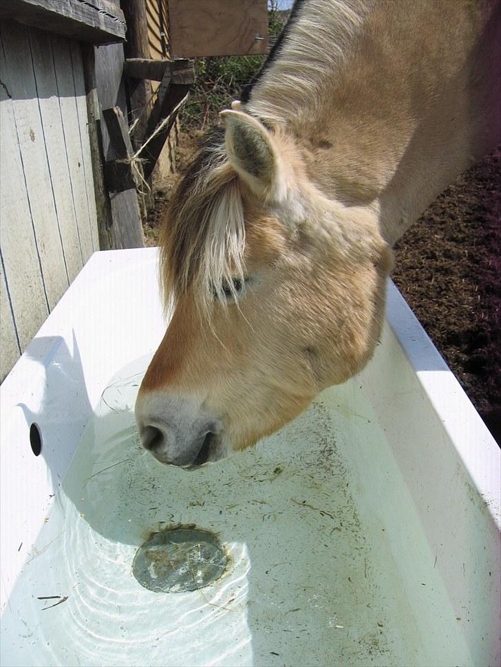 Fjordhest Misja  ( Første pony) - misja skulle lige have noget at drikke billede 10