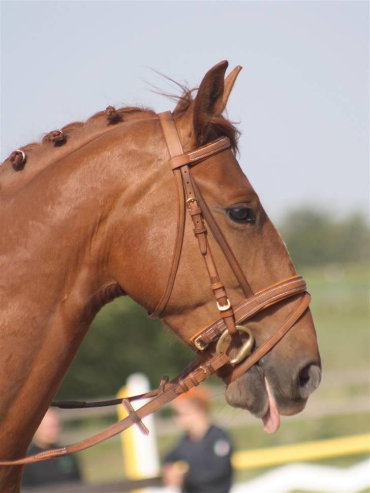 Frederiksborg Legolas Enghaven billede 1
