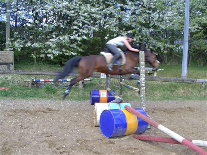 Dansk Varmblod Oldgårdens Luna *X-part* - Springer lidt over 90 på luna 09 billede 11