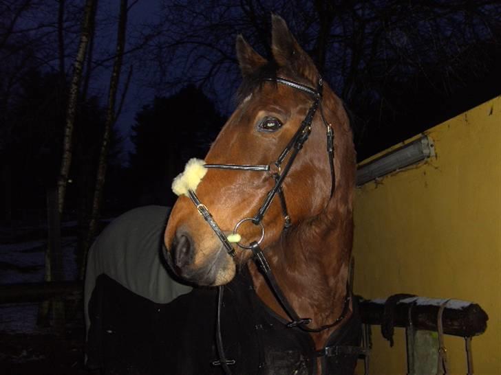 Dansk Varmblod Oldgårdens Luna *X-part* - skønne luna. :D vinter 08  billede 14
