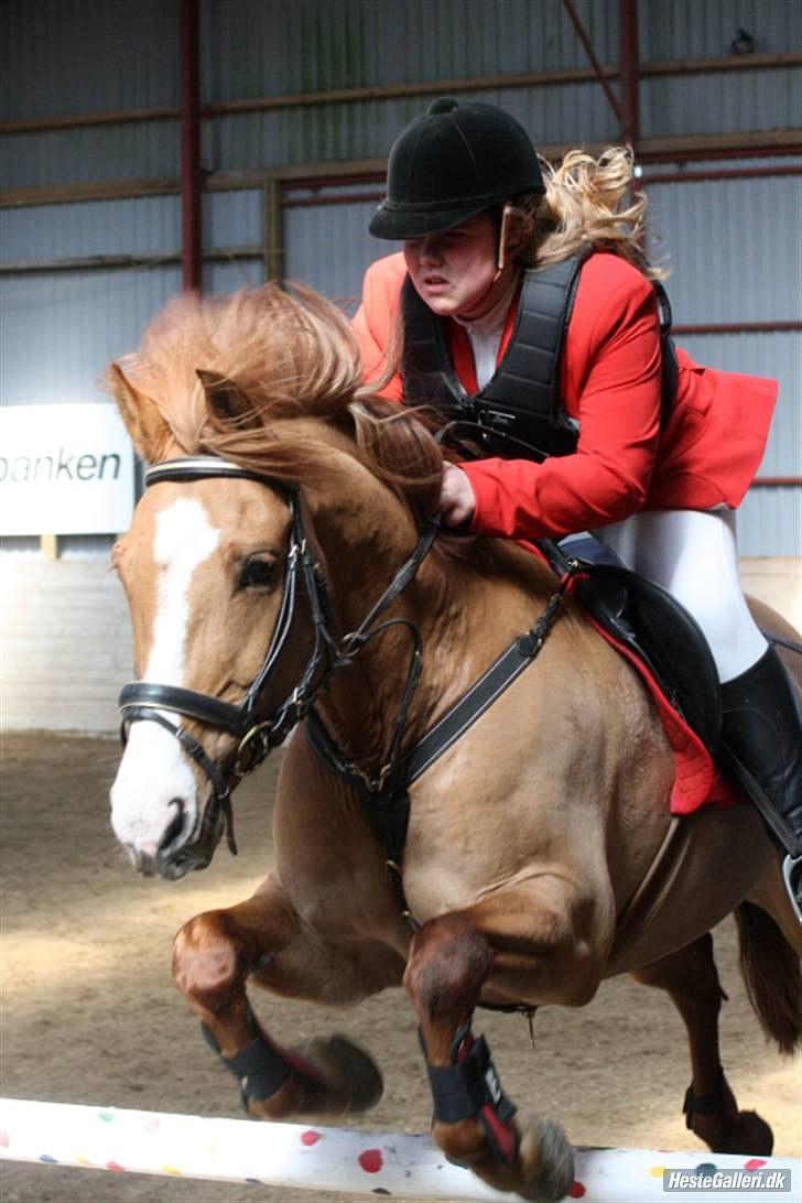 Anden særlig race Strejfer  - Stævne på SLR billede 8