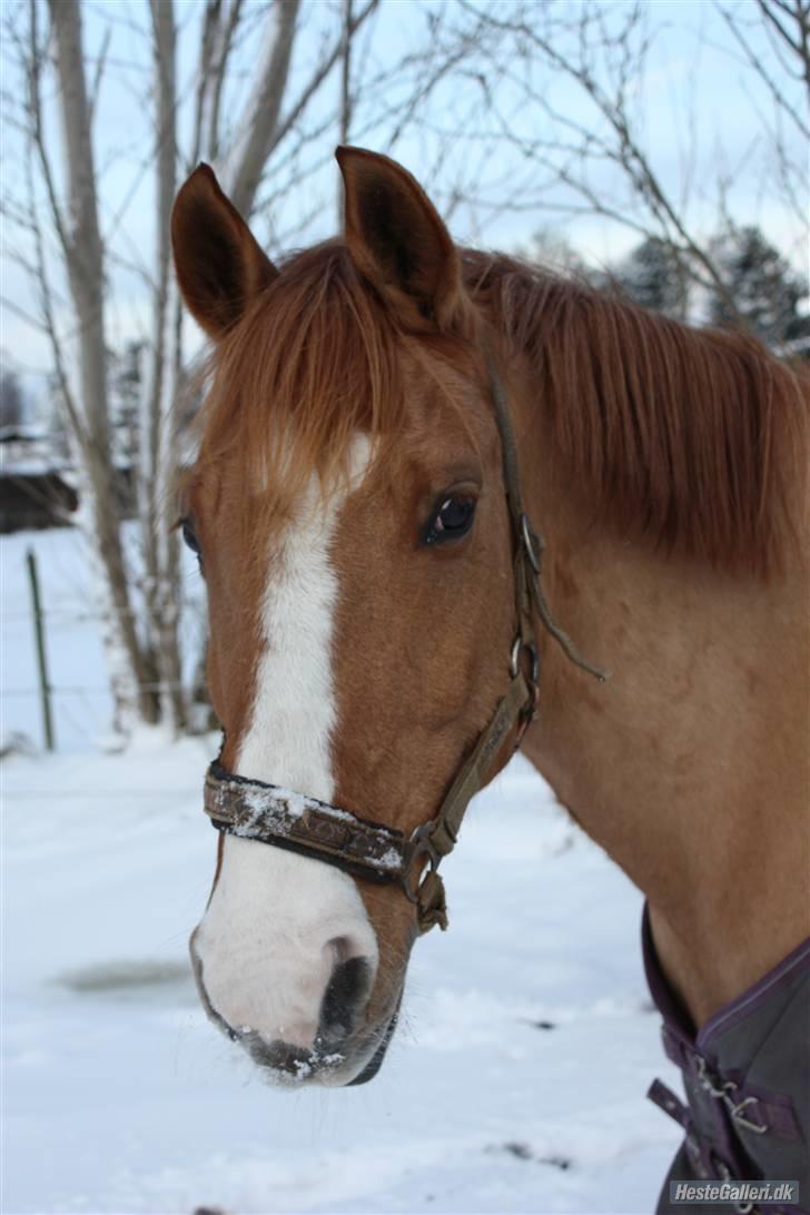 Anden særlig race Strejfer  - STREJFER I SNEEN billede 9