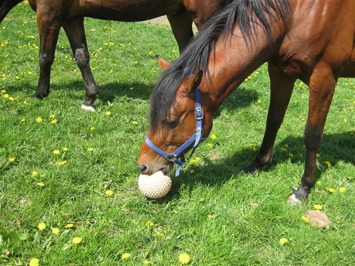 Traver Nitro Crown  - Nitro elsker sin bold :D billede 17