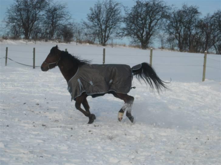 Traver Nitro Crown  billede 18