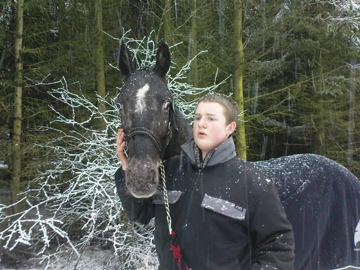 Knabstrupper Thunder Arki billede 1