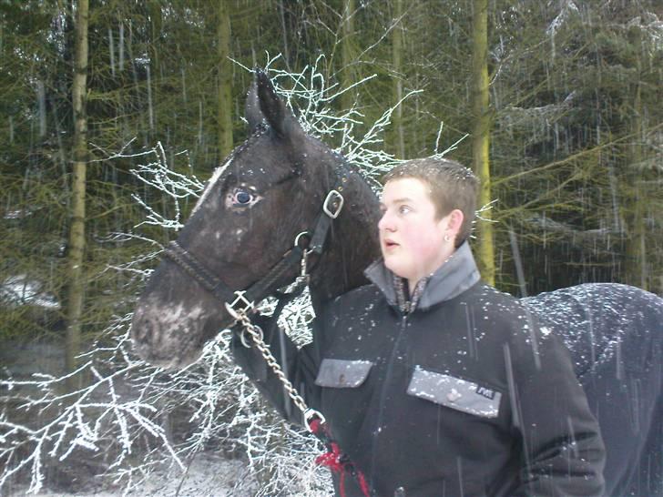 Knabstrupper Thunder Arki billede 2