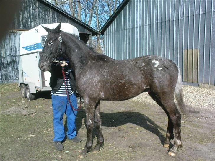 Knabstrupper Thunder Arki billede 3