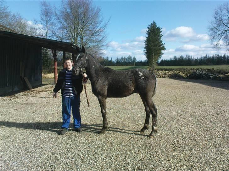 Knabstrupper Thunder Arki billede 4