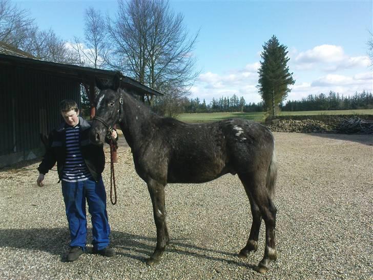 Knabstrupper Thunder Arki billede 5