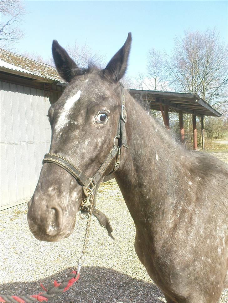 Knabstrupper Thunder Arki billede 6