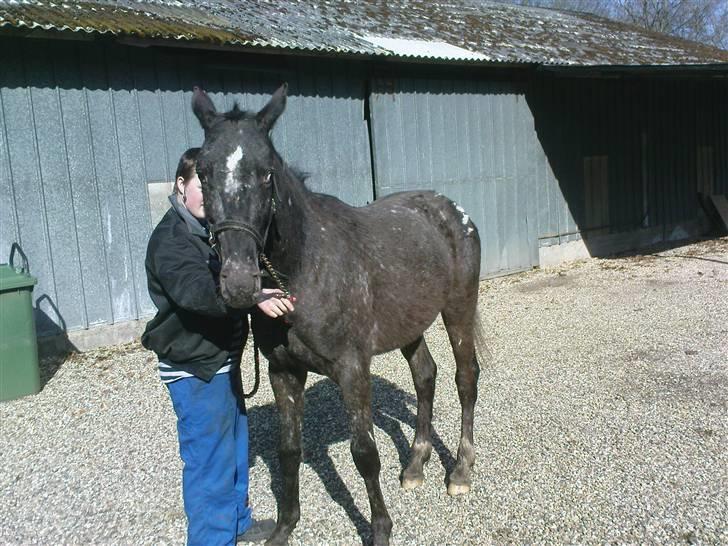 Knabstrupper Thunder Arki billede 7