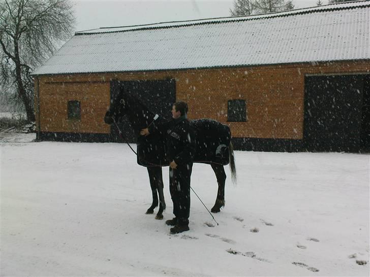 Knabstrupper Thunder Arki billede 8