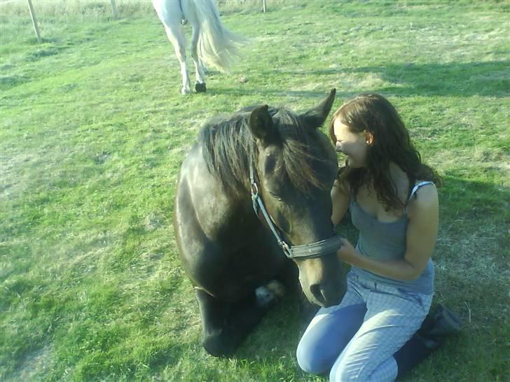 New Forest Amistar (gammel part) billede 2