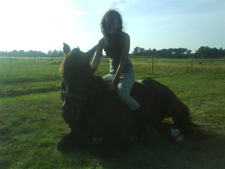 New Forest Amistar (gammel part) - Når hvor er han sød :) billede 3