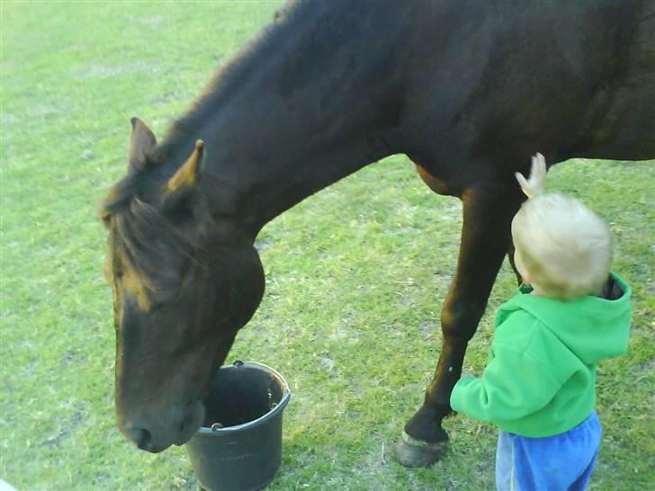 New Forest Amistar (gammel part) - Amistar og min lillebror - nuuurh :´) billede 4