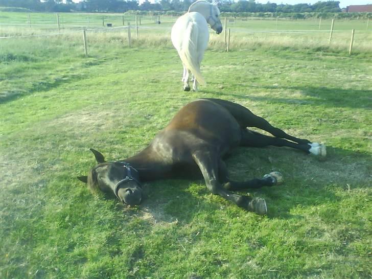 New Forest Amistar (gammel part) - Her ligger han ned og sover med sin store tykke mave! billede 5