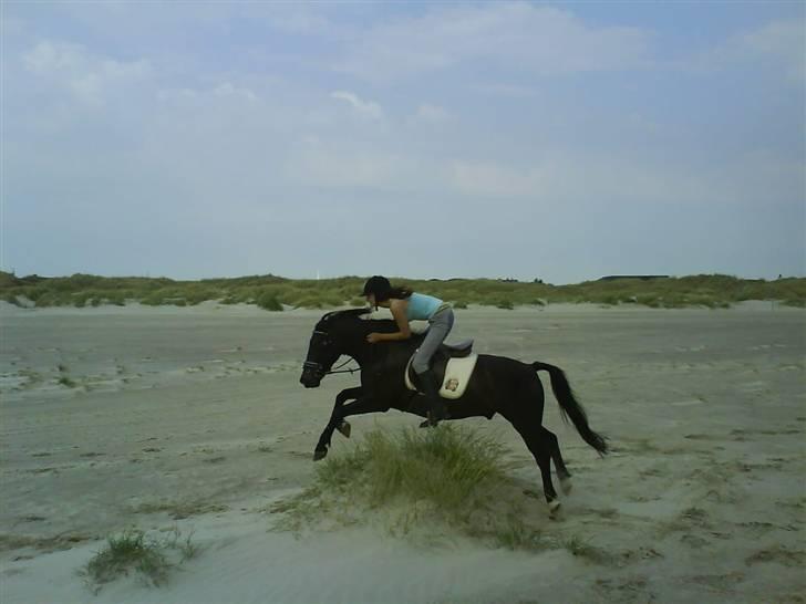 New Forest Amistar (gammel part) - Springer på stranden :) billede 6