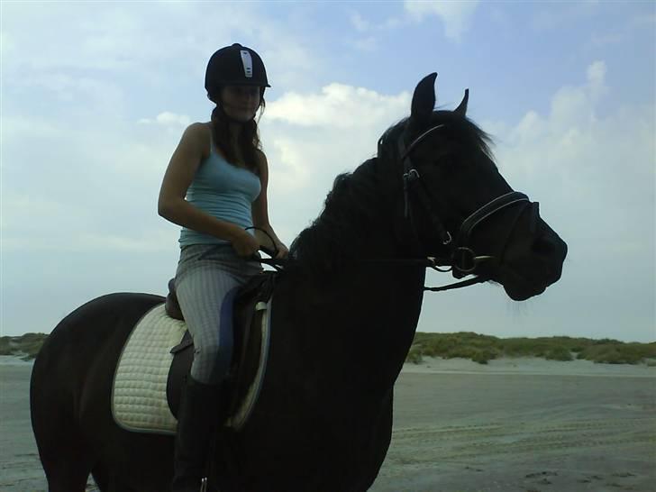 New Forest Amistar (gammel part) - På stranden billede 7