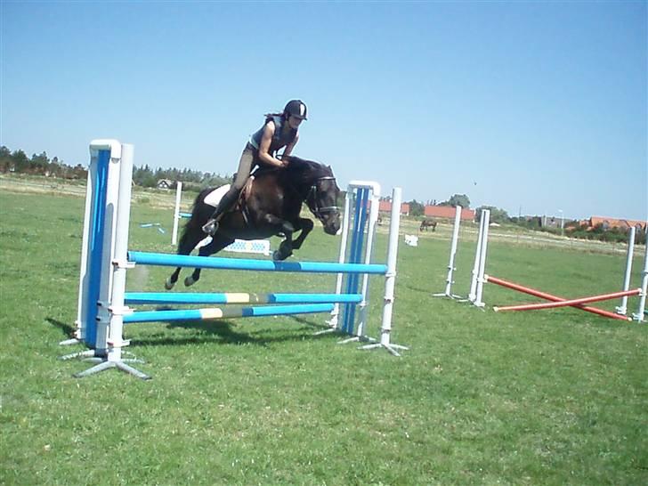 New Forest Amistar (gammel part) - Mig og Amistar springer billede 8