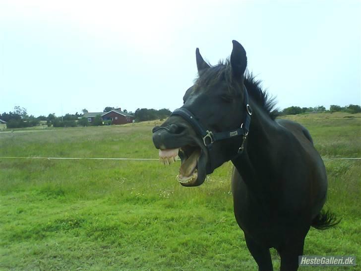 New Forest Amistar (gammel part) billede 9