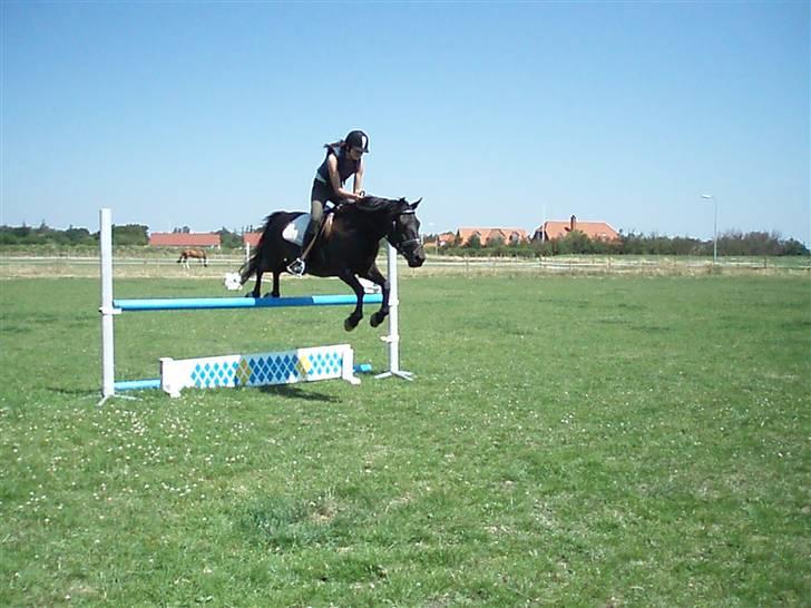 New Forest Amistar (gammel part) billede 10