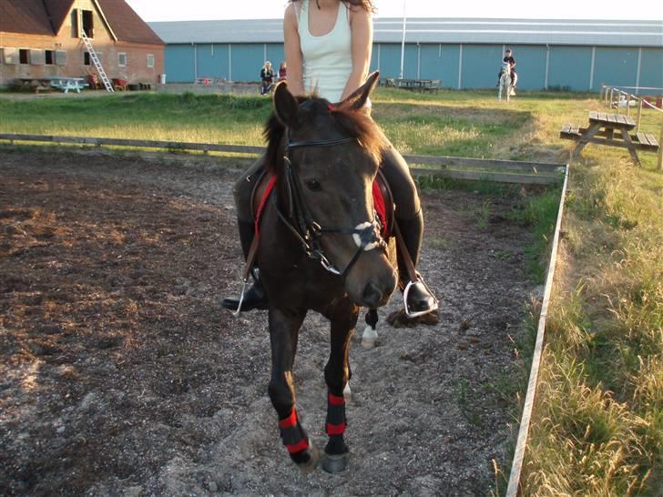 New Forest Amistar (gammel part) billede 11