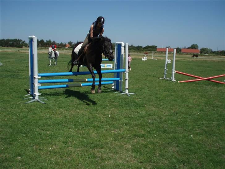 New Forest Amistar (gammel part) billede 12