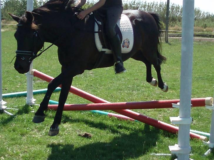 New Forest Amistar (gammel part) billede 13