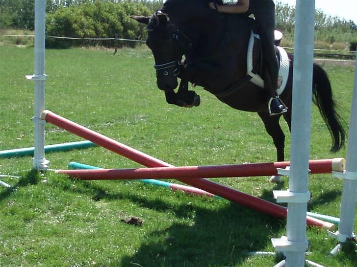 New Forest Amistar (gammel part) billede 14