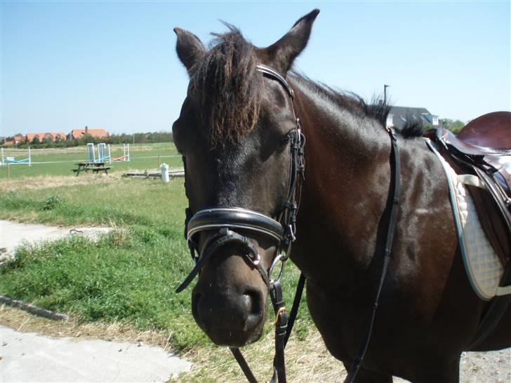 New Forest Amistar (gammel part) billede 15