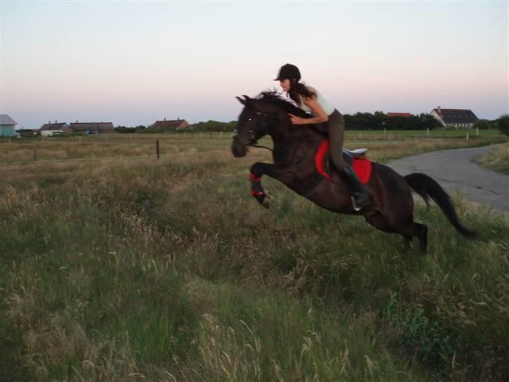 New Forest Amistar (gammel part) - Her springer vi grøft :D  billede 16