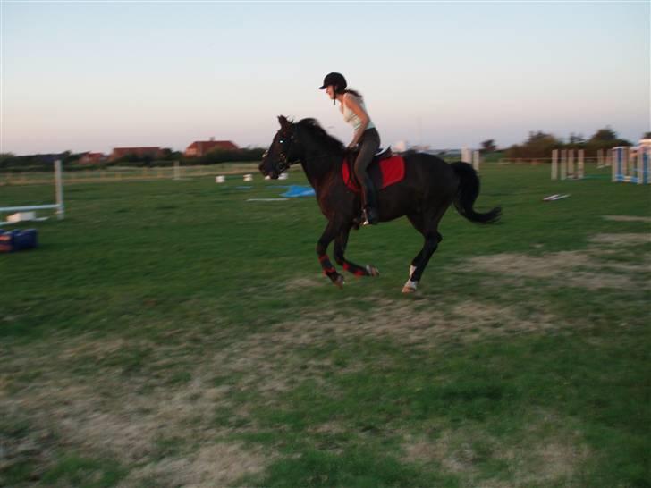 New Forest Amistar (gammel part) billede 17