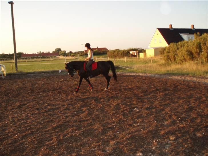 New Forest Amistar (gammel part) billede 18