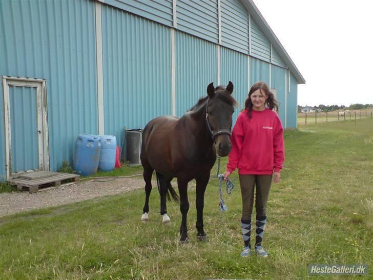 New Forest Amistar (gammel part) billede 19