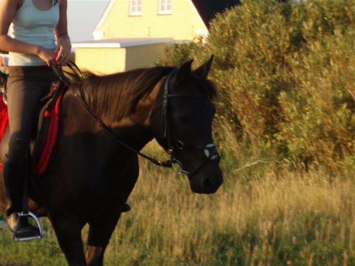 New Forest Amistar (gammel part) billede 20