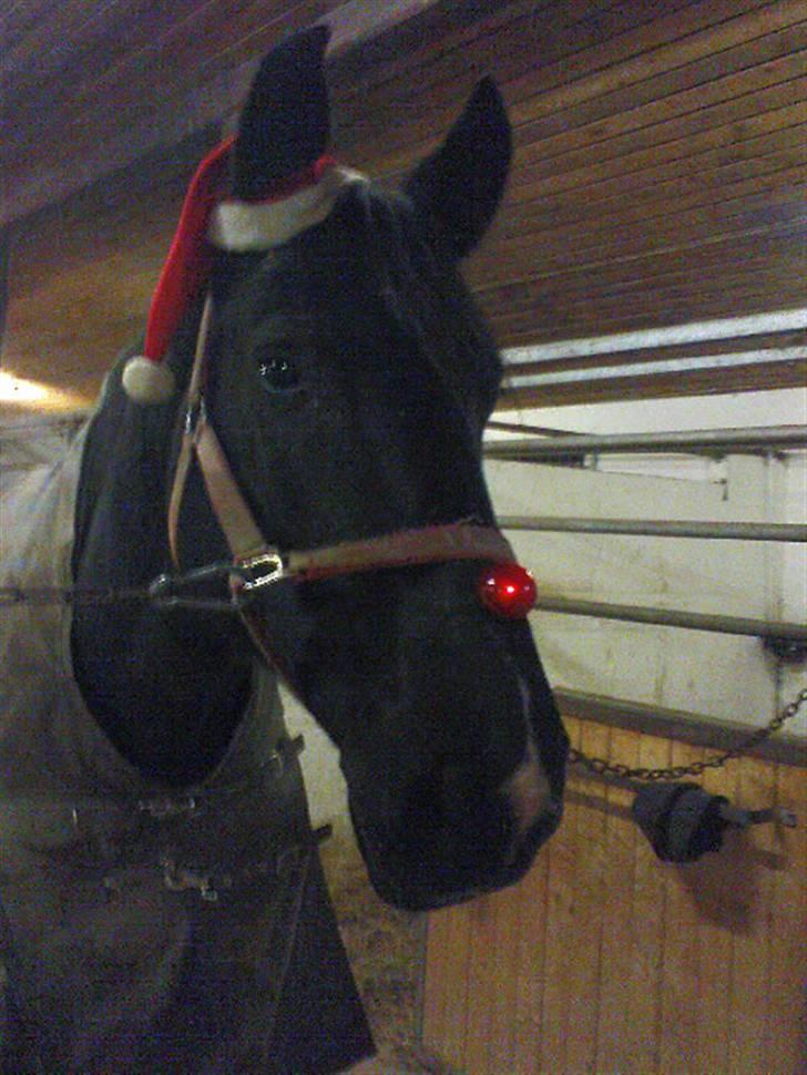 Anden særlig race Amigo R.I.P <3 - Dec 08 - Amigo med rudolfnæse og nissehue :D billede 4