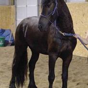 Frieser Tate - SOLGT