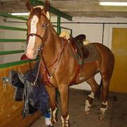 Dansk Varmblod Ashley