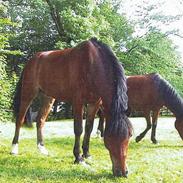 DSP Bæklunds Malcom | Solgt