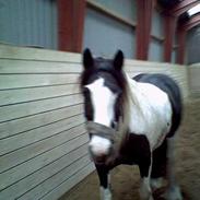 Irish Cob Tinka