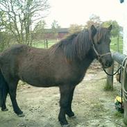 Islænder Eyvindur fra Vinkærgård