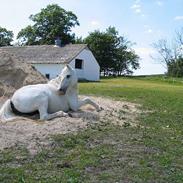 Anden særlig race Shannon-Sofie