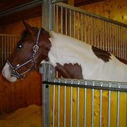 Pinto Double Lazy's Lucky Luke