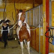 Pinto Double Lazy's Lucky Luke