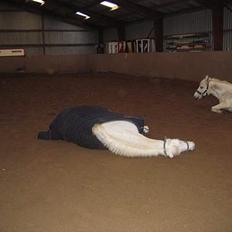 Anden særlig race Sabell