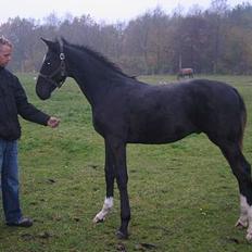 Dansk Varmblod Don Zorro Lindemosehus