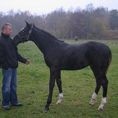 Dansk Varmblod Don Zorro Lindemosehus
