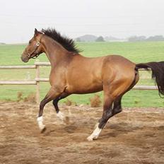 Dansk Varmblod Lindholms Cara